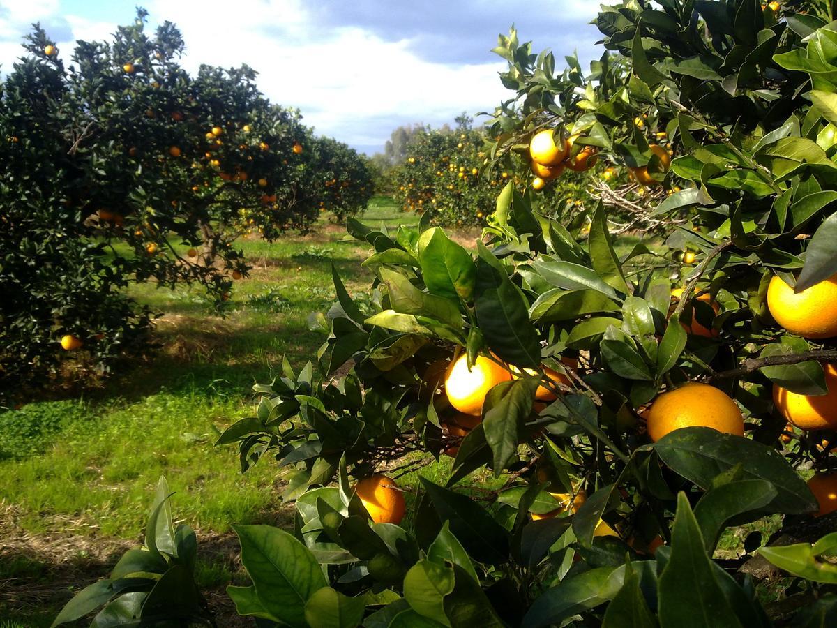 Su Canonigu Agriresort Tortoli Ngoại thất bức ảnh